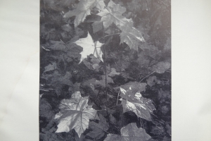 program_14