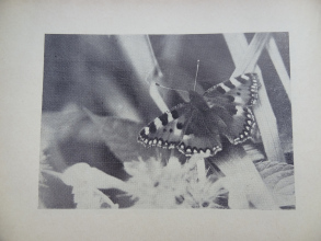 program_28